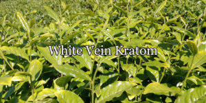 Read more about the article What Is White Vein Kratom