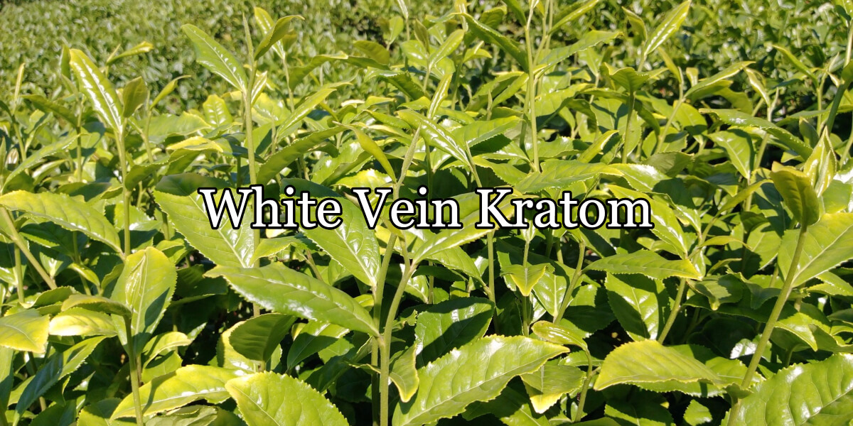 Read more about the article What Is White Vein Kratom
