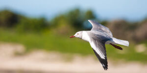 Read more about the article Free Suboxone Treatment For Opiate and Opioid Addiction