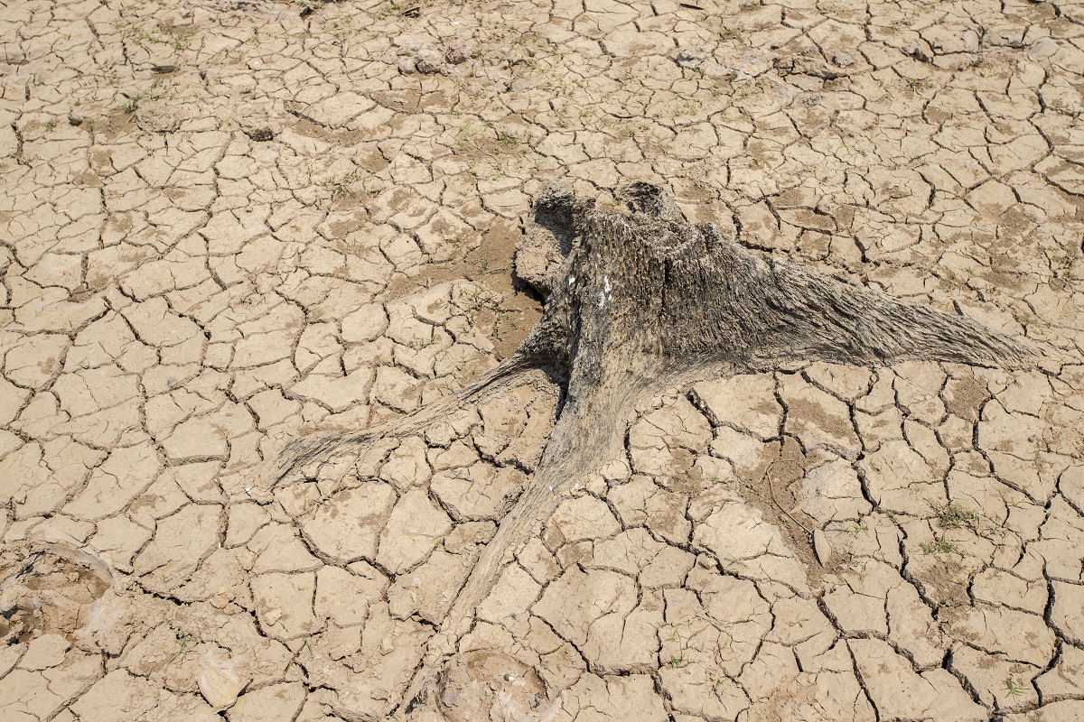 Read more about the article Subcutaneous Buprenorphine: The Answer To The Opioid Crisis?