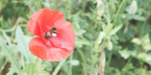 Read more about the article Is Xanax an Opioid? How Addictive is Xanax?