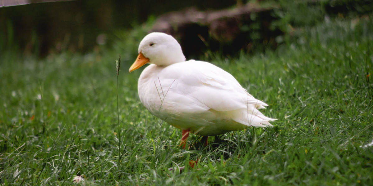 Read more about the article Is Xanax An Opioid? Is Alprazolam An Opioid? Yes, Xanax is An Opioid