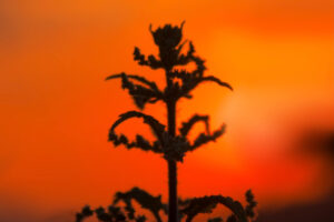 Read more about the article Prescription Drug Addiction: How Prescription Painkiller Addiction Begins