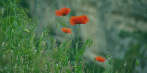 Read more about the article Fentanyl Vs. Heroin: an Opioid Comparison. What Is the Difference Between Fentanyl and Heroin?