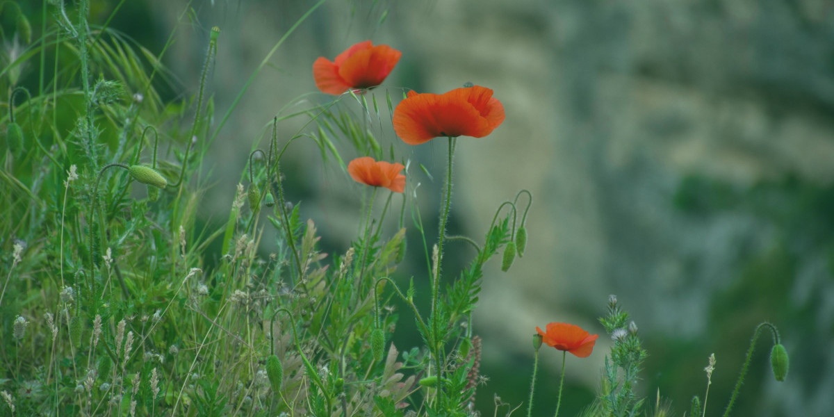 You are currently viewing Fentanyl Vs. Heroin: an Opioid Comparison. What Is the Difference Between Fentanyl and Heroin?