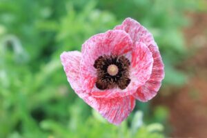 Read more about the article The Best Poppy Tea Addiction Podcast: Natural Opioid Dangers