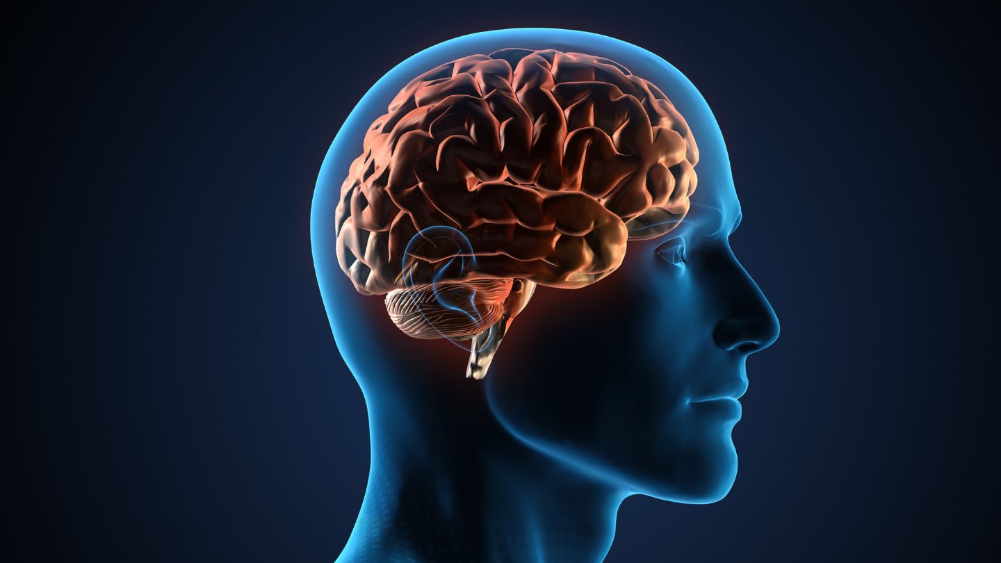 What Does Suboxone Do to the Brain?